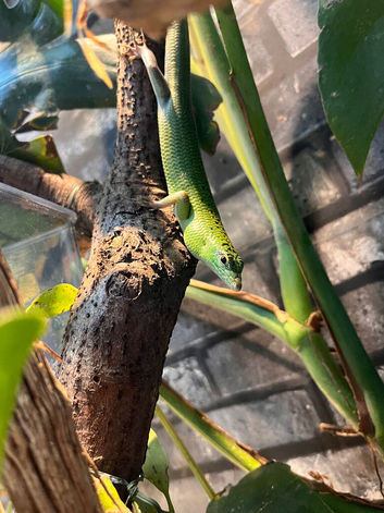 Emerald green tree skinks