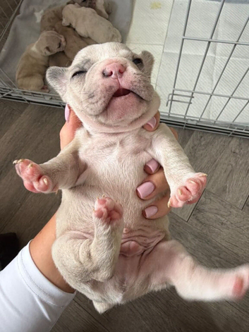 The Perfect Companion Awaits Meet Our Frenchie Puppies