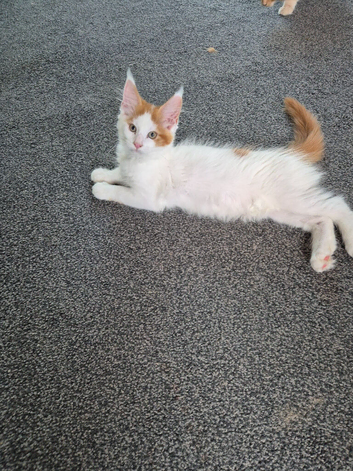 Maine coon kittens