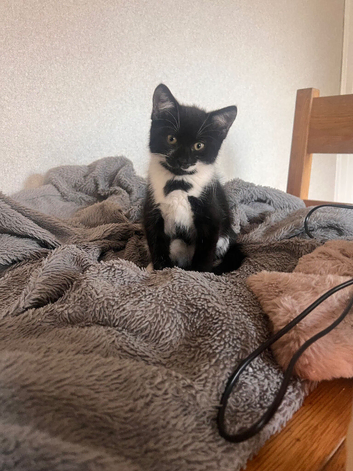 Ragdoll/russian blue mixed kittens