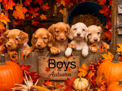 Gorgeous cocker spaniel puppies