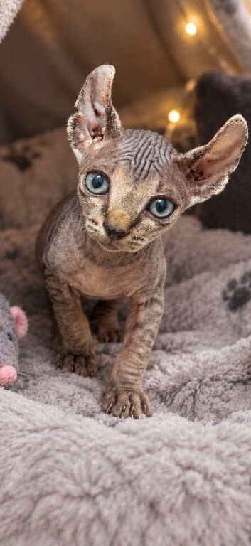 Male elf Sphynx kitten