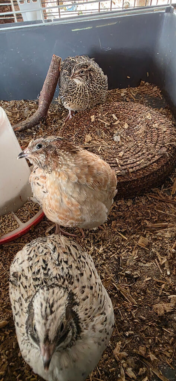 Quail