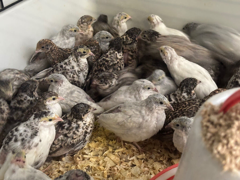 Sexed Chinese painted quail