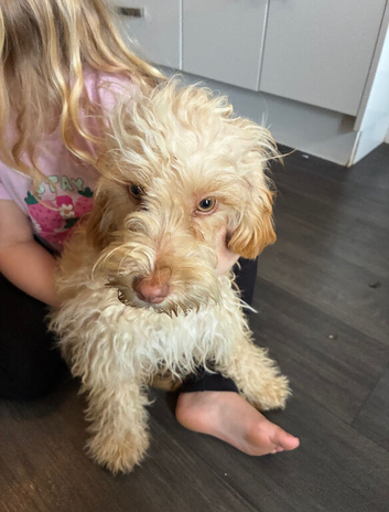 Stunning cockpoo