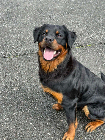 Male long haired rottweiler