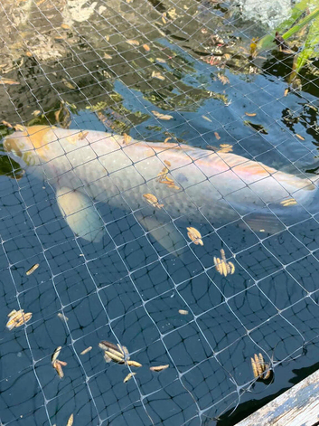 koi carp for sale