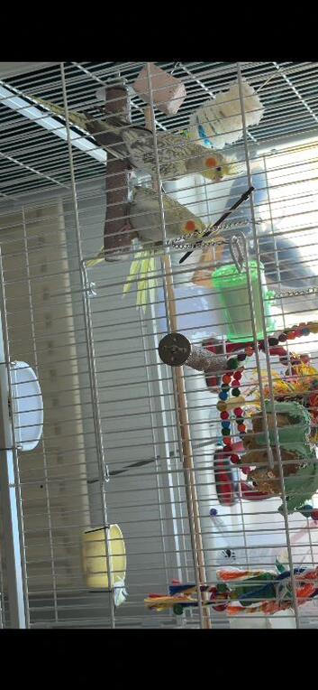Cockatiels, pearl&rsquo;s, a pair.