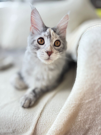 Stunning Maine Coon Girl - Blue Silver Tabby