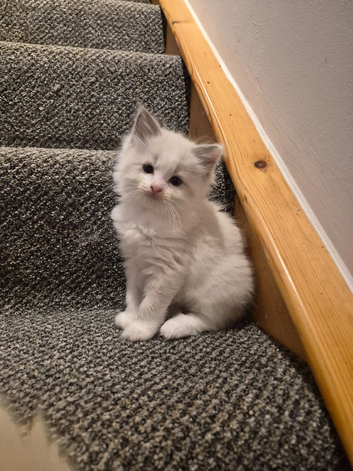 Beautiful ragdoll kittens