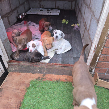 American bully cross