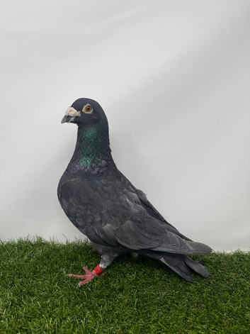 Coloured Racing Pigeon
