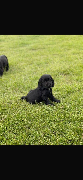Show type  cocker spaniel