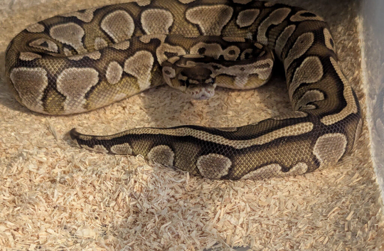 Nice friendly ball python for sale
