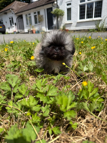 Kc female Pekingnese 8 weeks