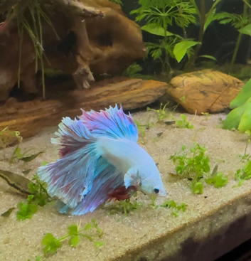 Tropical fish for sale all healthy and active