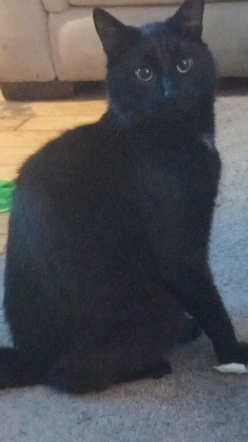 Male cat