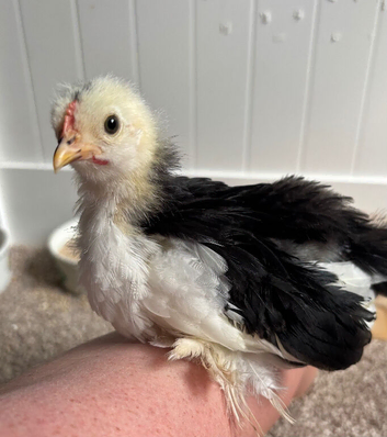 Pekin Bantam cockerel