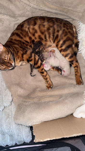 Bengal Kittens Incoming