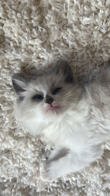 2 blue&lilac Ragdoll kittens