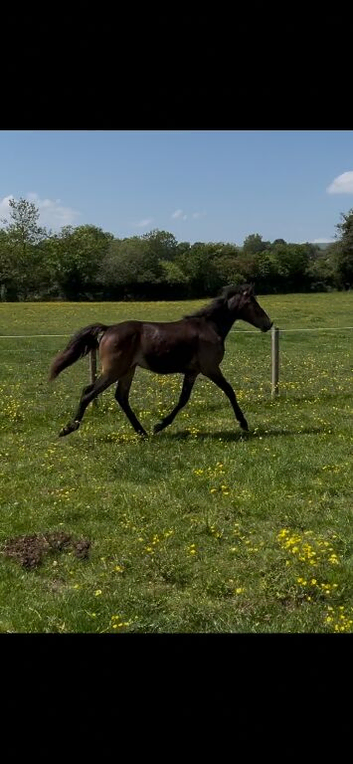 yearling colt connemara, brown/ chocolate dun