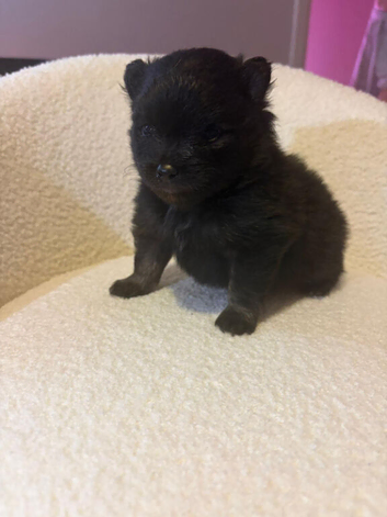 Pomeranian puppie