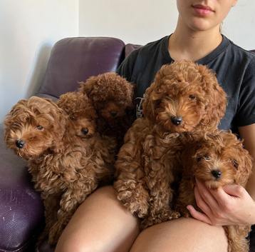 Toy solid red F1B Cavapoos- Stunning by Asian toy dad