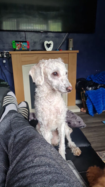 Cream Toy poodle for stud