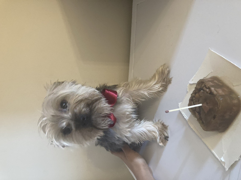 Stud Available - Handsome and Healthy Male Dog