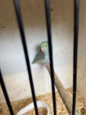 Parrotlets mixed colour like rainbow