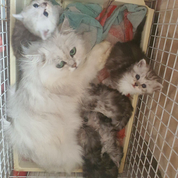 Persian kittens