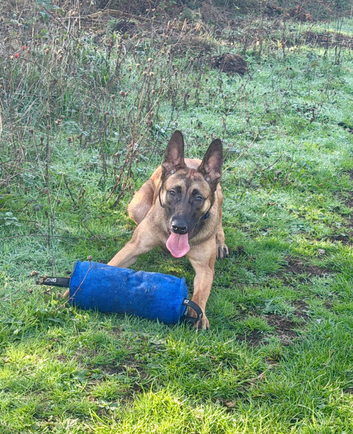 Mali/Dutch Female 8 Months Old BRN 56036