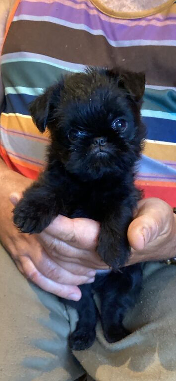 Brussels Griffon puppies
