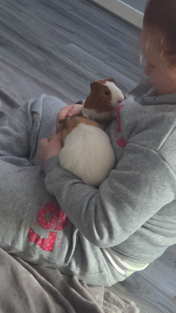 2 male piggies