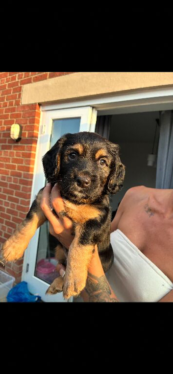 BEAUTIFUL TRI PUPPIES