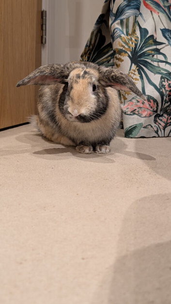 7 months old male.rabbit looking for new home