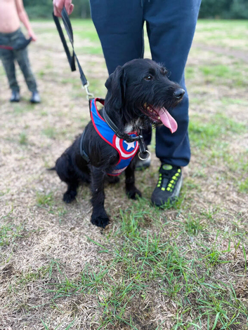 Patterdale x cocker spaniel