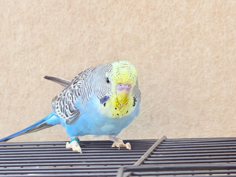 Beautiful young budgies available