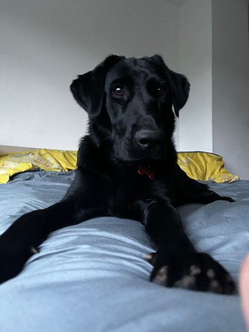 Lab x golden retriever