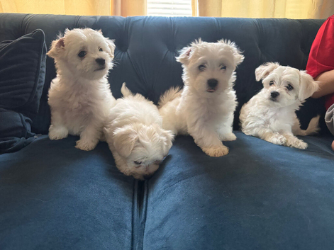 Maltese x Bichon Puppies &ndash; 4 Boys Available