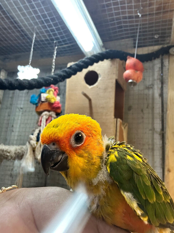 Male sun conure