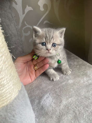 Beautiful Scottish straight  kittens blue and lilac ready to leave now