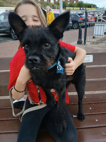 Terrier X