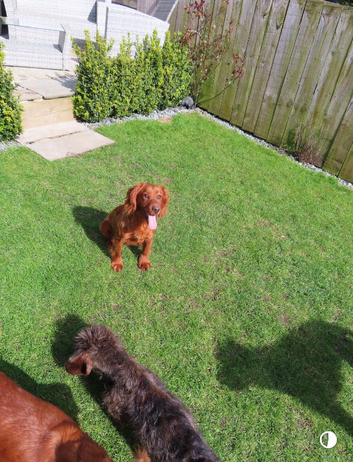 Working KC cocker spaniels