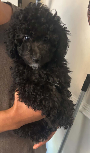 miniature poodle pups