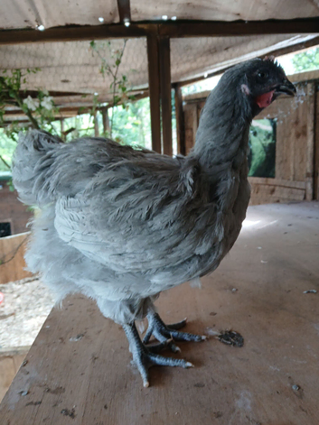 Lavender orpington cockerel 10 weeks old