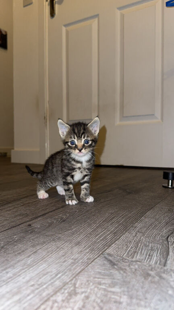 Two beautiful male tabby kittens