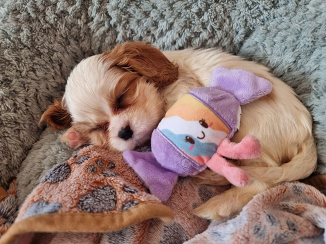 Health Tested- Cavalier King Charles Spaniel