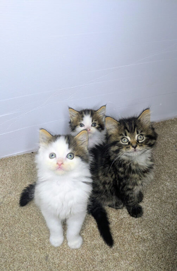 Maine coon kittens