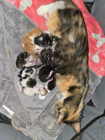 6x 10week mixed Ragdoll kittens